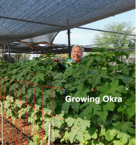 growingokra 479x509
