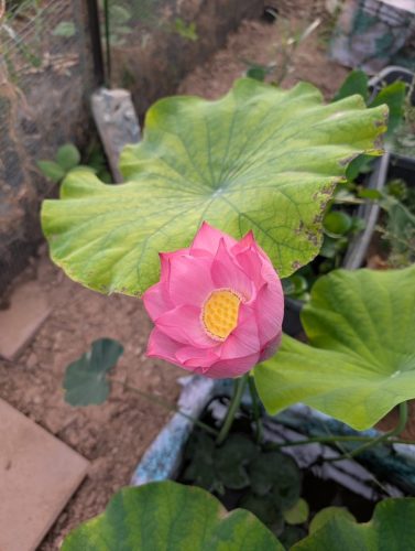 Lotus blossom in full bloom